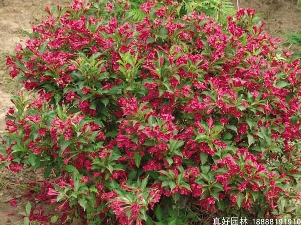 庭院绿化树种红王子锦带花苗绿化苗木拆迁占地苗庭院绿篱苗木