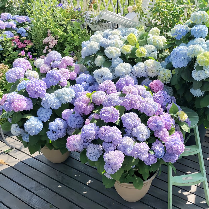 巨型无尽夏绣球花苗多季节开花阳台别墅庭院耐寒植物盆栽花卉老桩