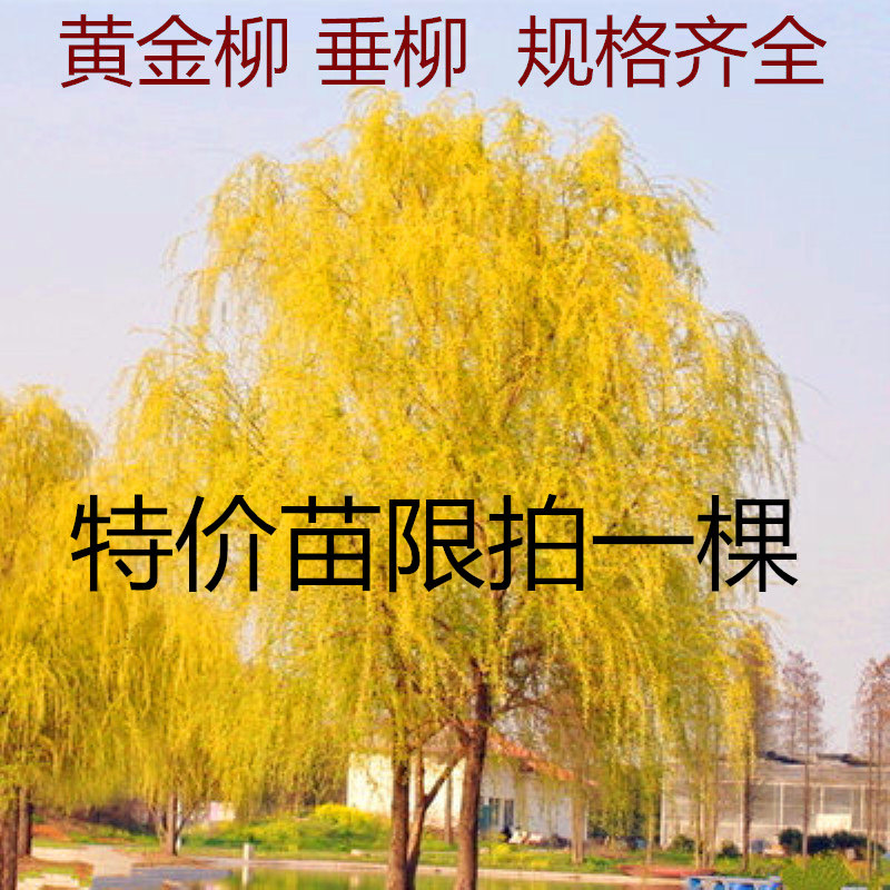 金丝垂柳苗黄金柳树苗美国速生竹柳杨柳树苗垂柳小苗河边绿化树苗