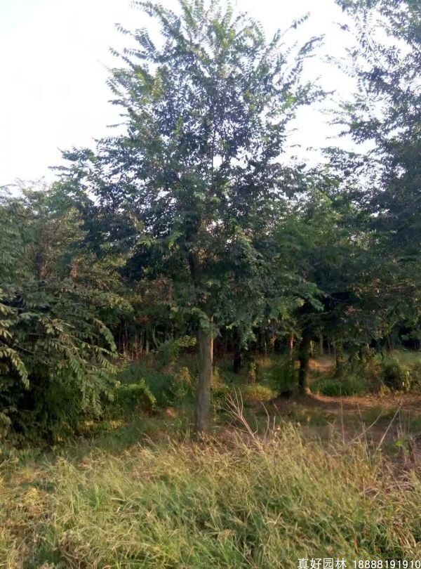 拆迁占地苗工程绿化苗木庭院行道树苗朴树苗 朴树树苗 朴树小苗包