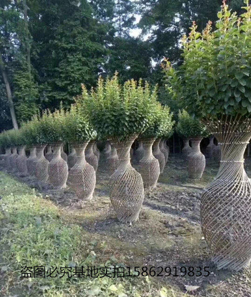 精品紫薇天球瓶造型紫薇花瓶造型百日红痒痒树造型带根编织植物造