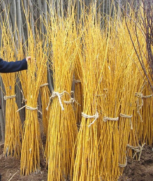 嫁接黄金槐树苗国槐别墅庭院道路行道树绿化苗木观叶观花树枝黄色