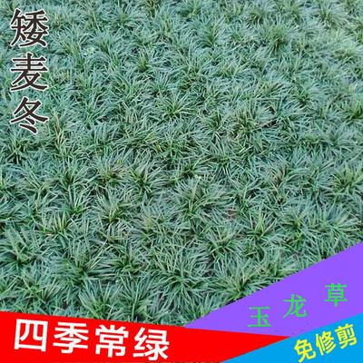 麦冬草耐寒庭院园林绿化草坪植物矮生细叶麦冬草苗玉龙草四季常青