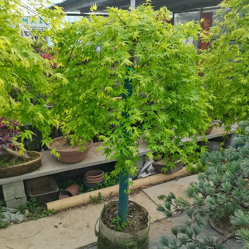 流泉枫树黄金枫树苗红枫树苗羽毛枫树苗日本枫风景树苗鸡爪槭树苗