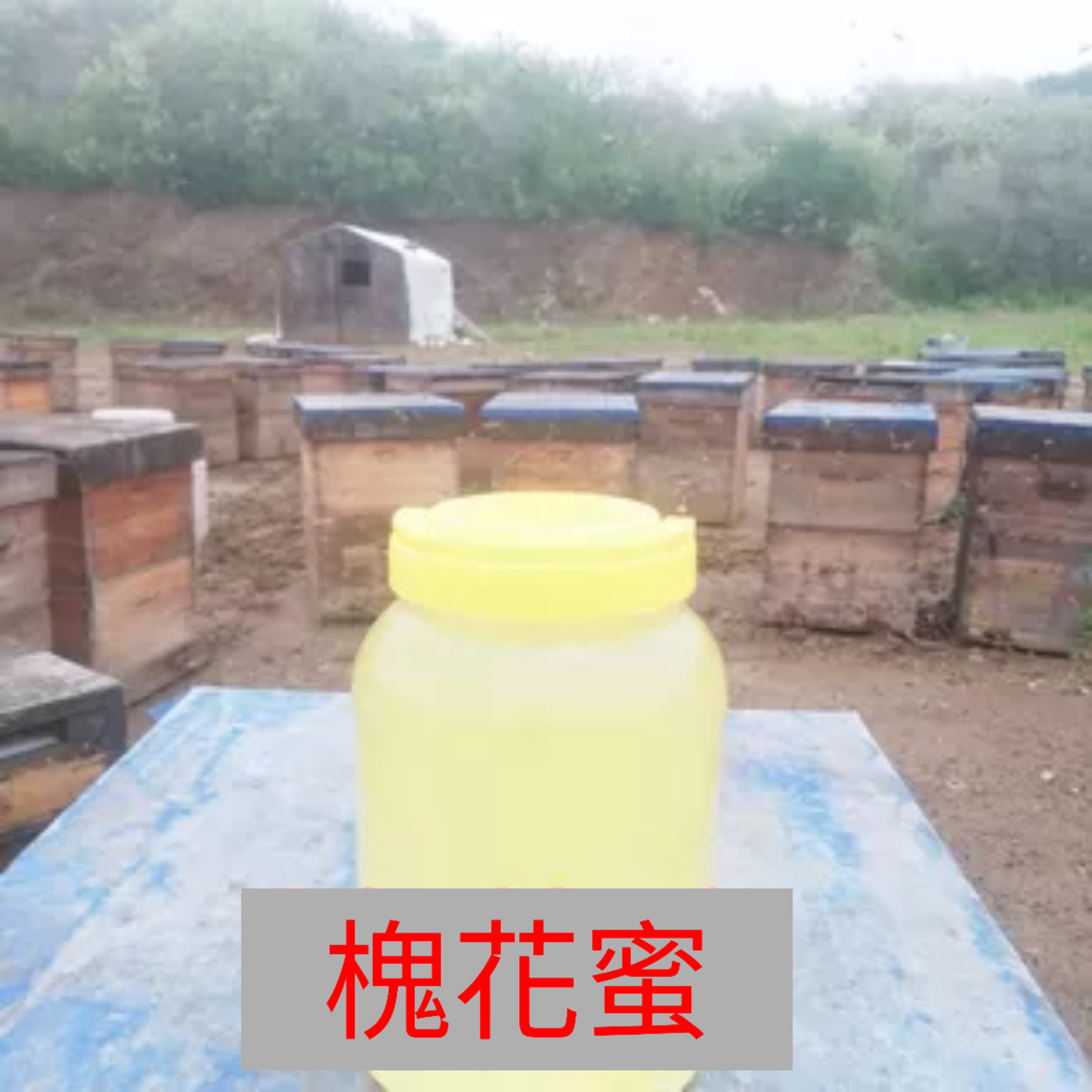 洋槐槐花刺槐蜂蜜纯正农家自产 成熟液态黑蜂原蜜2025年新蜜42度
