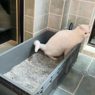 猫砂盆号特大号缅因猫巨大号集装箱大周转全开放巨型