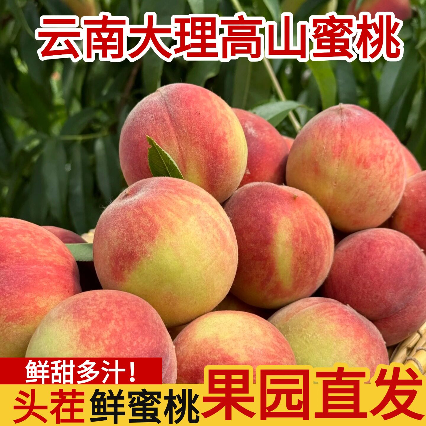 云南秋桃鲜果高山蜜桃5/9斤山桃毛桃子新鲜现摘当季金秋红蜜大果