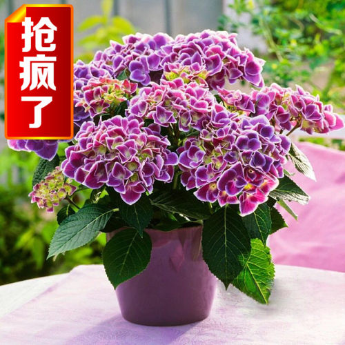 无尽夏新娘绣球花素材模板 无尽夏新娘绣球花图片下载 小麦优选