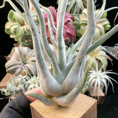 开播福利 白毛感 河豚285