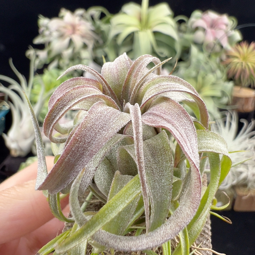 微瑕 ap卡比红x伯利兹卷709