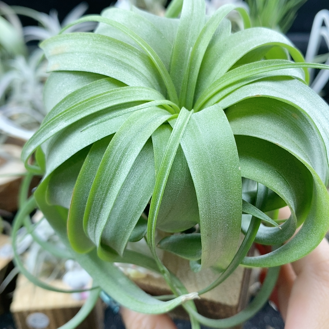 空气凤梨无土植物艾瑞克