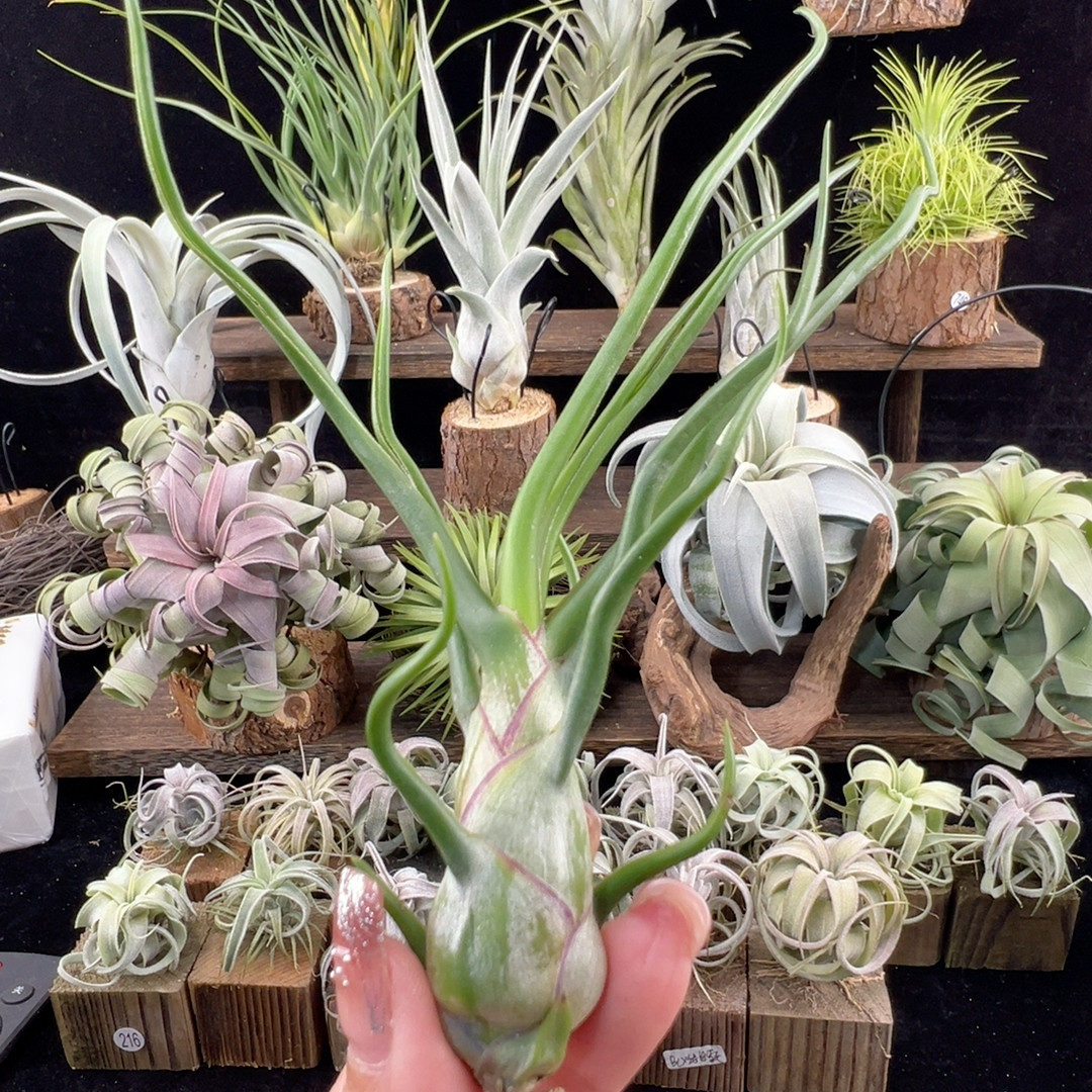 新品 香肠章鱼侧芽771
