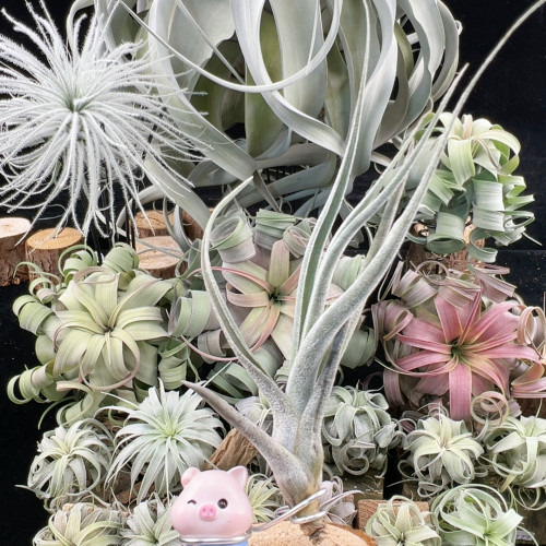 毛绒感 豚霸侧芽272
