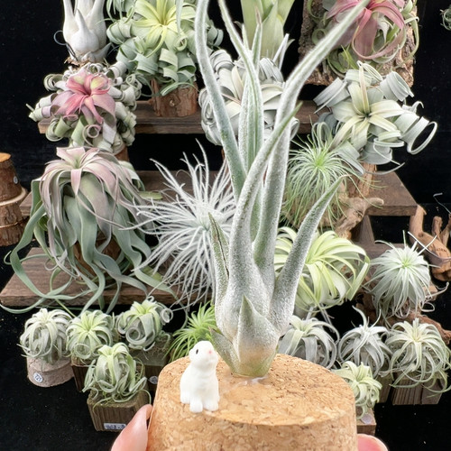 白毛感 巨型Ty741