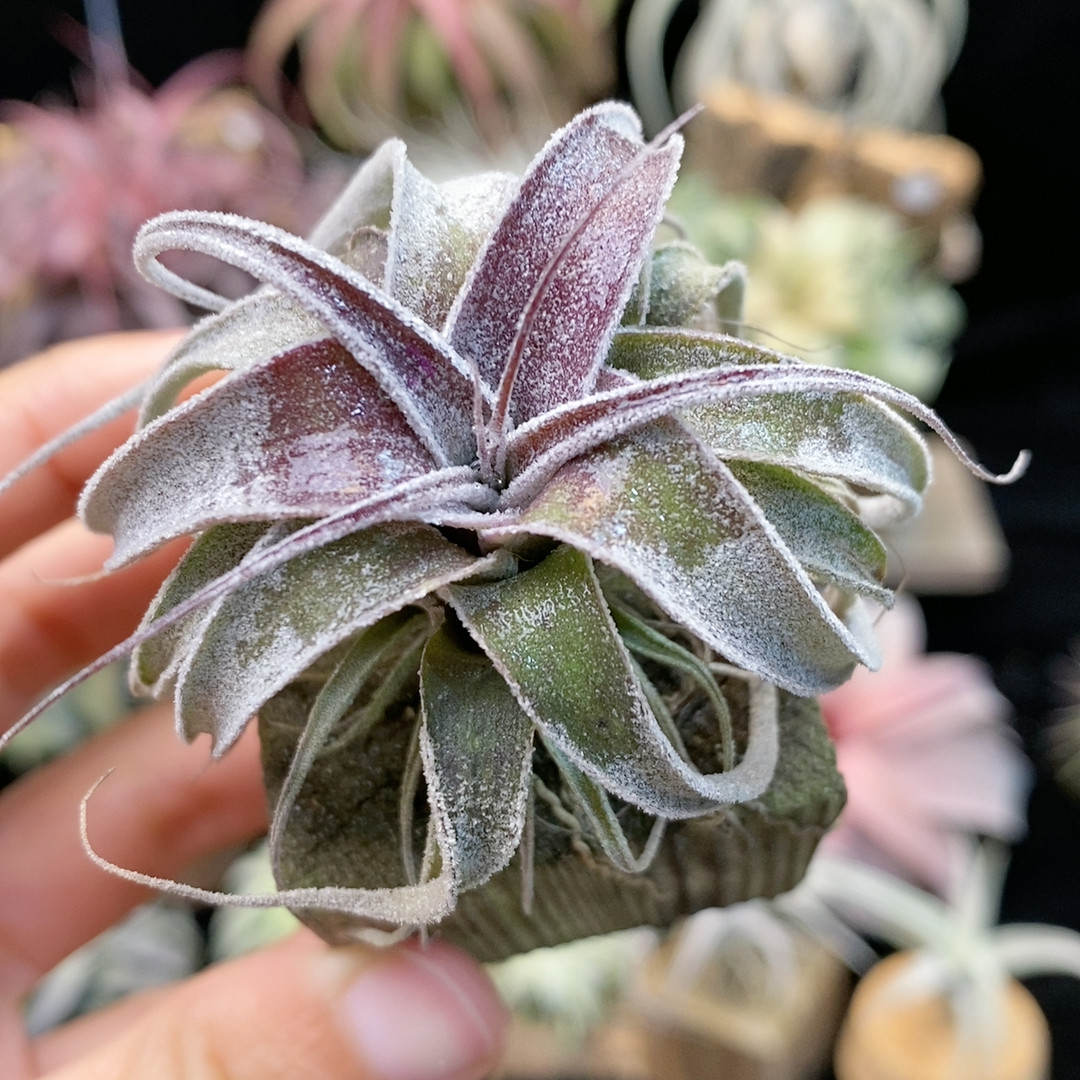 台湾 卷河豚xBC 332,鲜花速递/花卉仿真/绿植园艺,绿植,淘宝优惠券,粉丝福利购,淘宝优惠卷