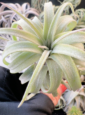 台湾 伯利兹卷x龙186