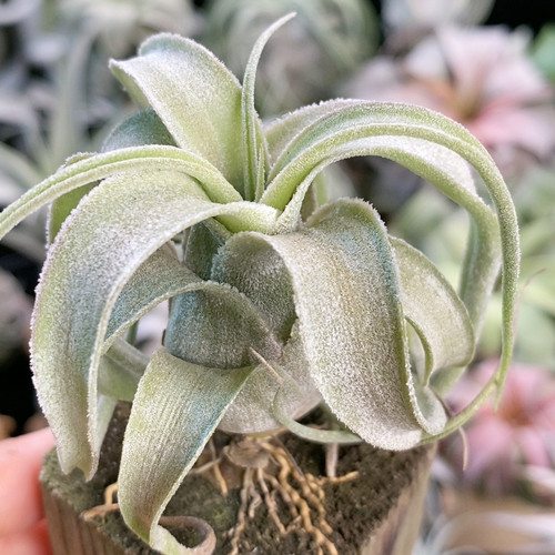露西x花小电 379