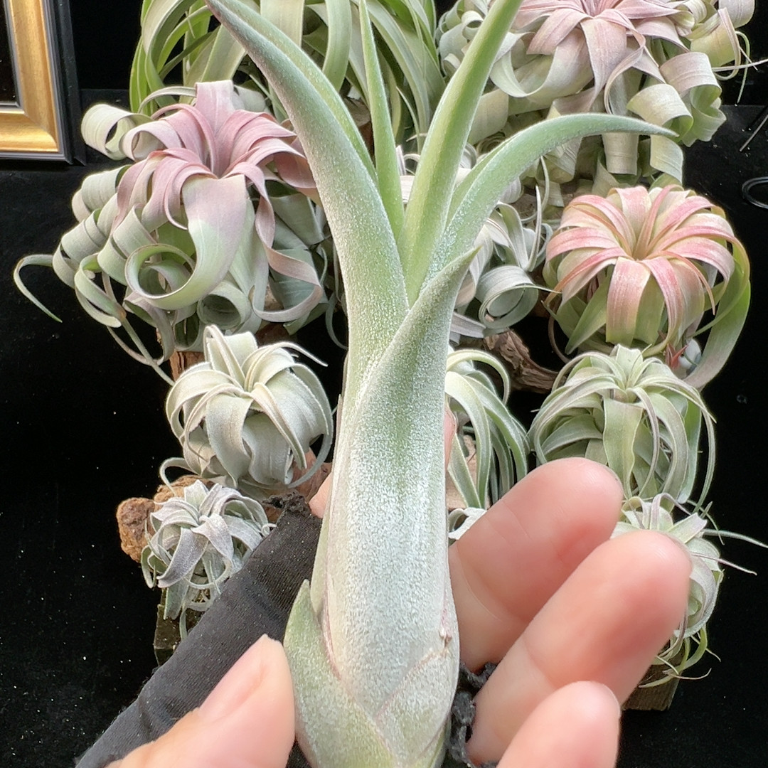 福利价 现代奇迹侧芽75