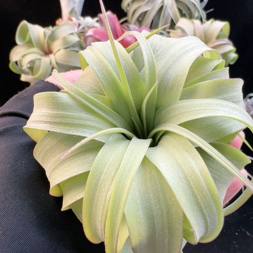 开播福利 奶呼 艾瑞克287