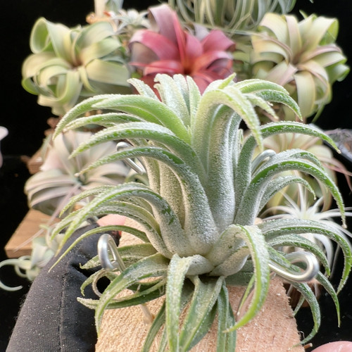 白毛感 薰衣草精灵290