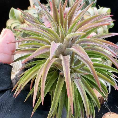 发色 哈密瓜变4