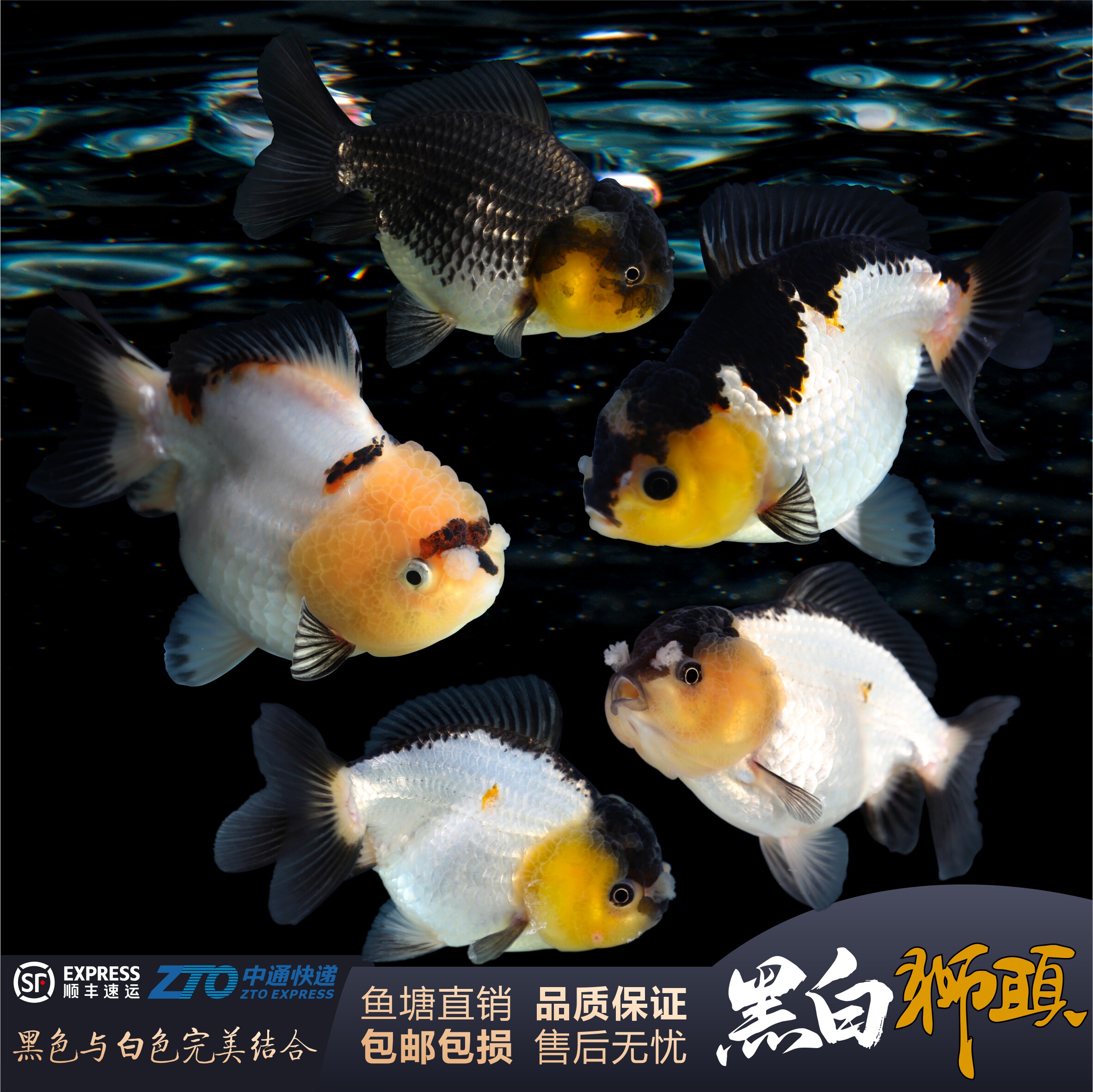 精品熊猫黑白元宝狮金鱼黑白将军短尾狮子头大头观赏金鱼冷水耐活