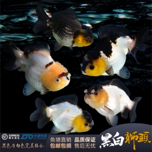 精品熊猫黑白元宝狮金鱼黑白将军短尾狮子头大头观赏金鱼冷水耐活