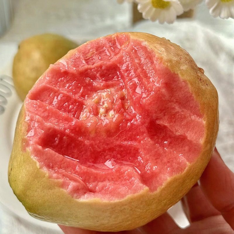 福建红心番石榴软香奶油芭乐宝宝孕妇低卡糖水果南方特色新鲜现摘,水产肉类/新鲜蔬果/熟食,番石榴/芭乐,淘宝优惠券,粉丝福利购,淘宝优惠卷
