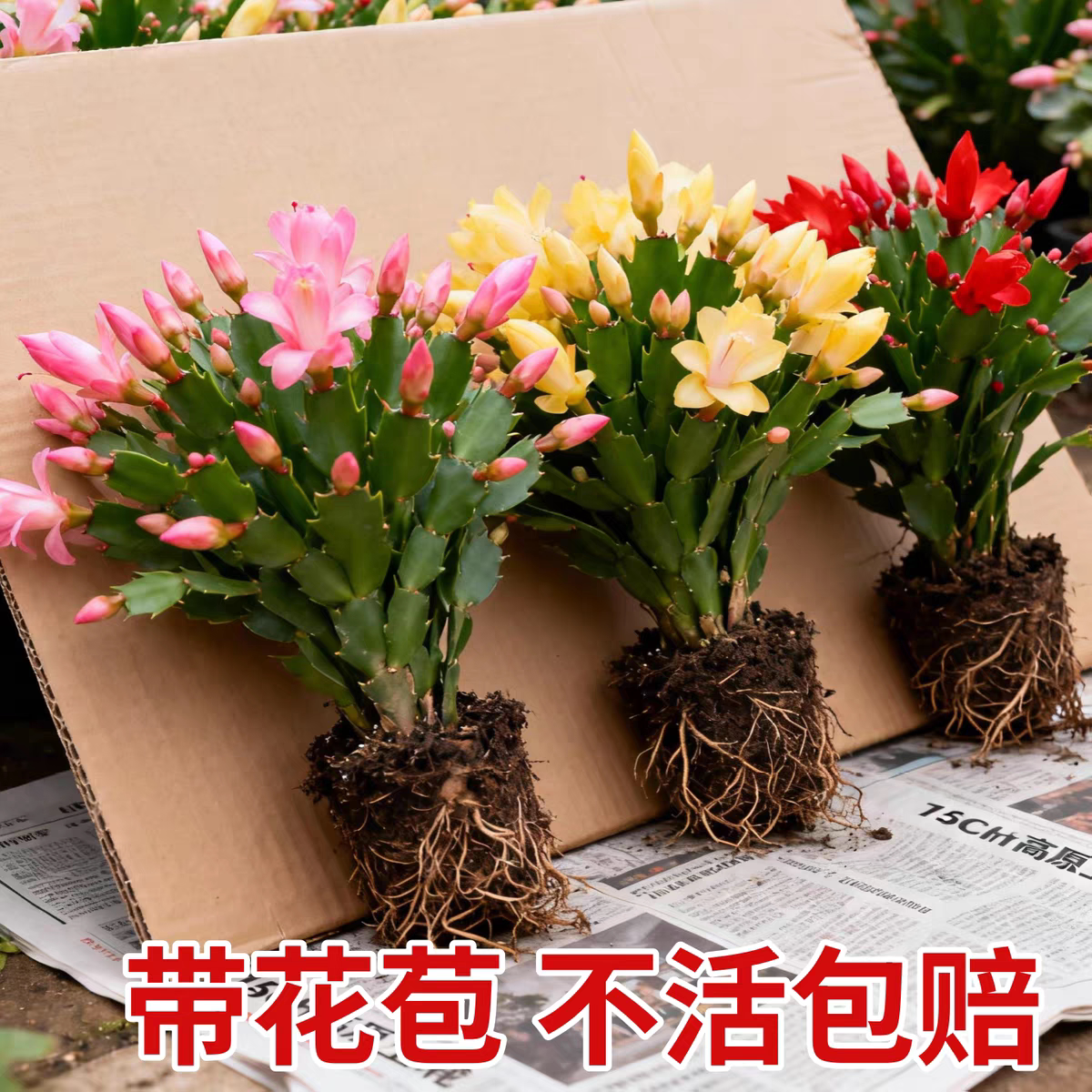 【带花苞】蟹爪兰盆栽绿植物好养嫁接蟹爪莲室内阳台花卉客厅精品