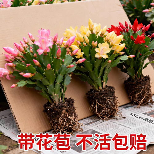 【带花苞】蟹爪兰盆栽绿植物好养嫁接蟹爪莲室内阳台花卉客厅精品