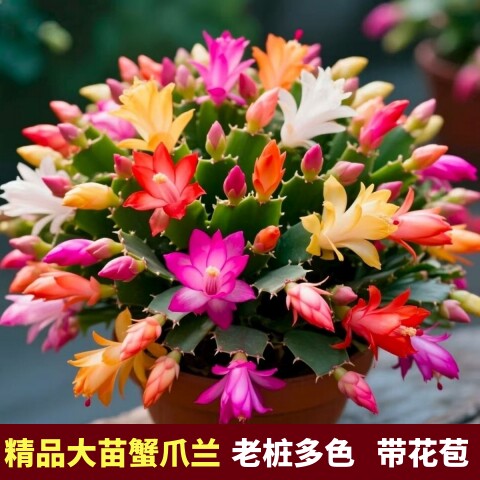 蟹爪兰盆栽绿植物好养嫁接