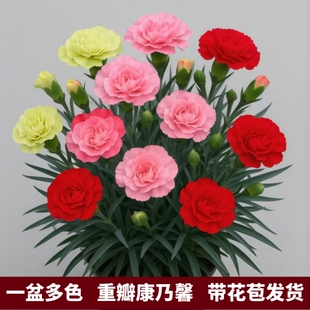 重瓣康乃馨花苗盆栽带花苞多色混搭花卉室内阳台盆栽带花苞发货