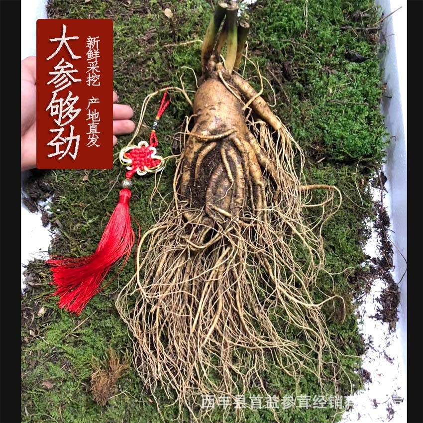 【单支130克左右】特大长白山人参带土新鲜人参东北整支人生泡酒
