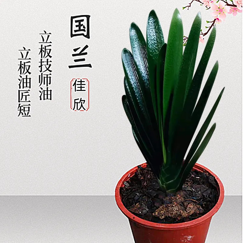 君子兰立板油匠大胜利油匠技师条精品当年开花大苗四季绿植盆栽