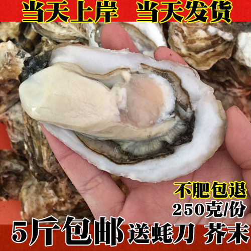 生蚝带壳海蛎烧烤连云港水产品