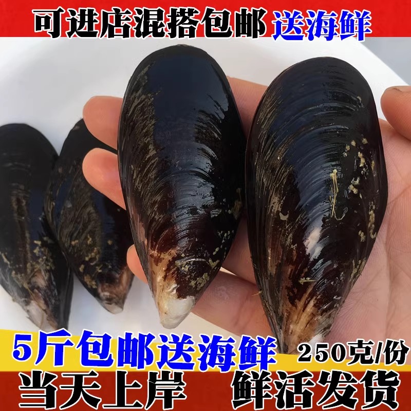 鲜活海虹野生淡菜烧烤青口贝