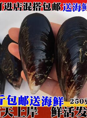 鲜活海虹野生淡菜烧烤青口贝
