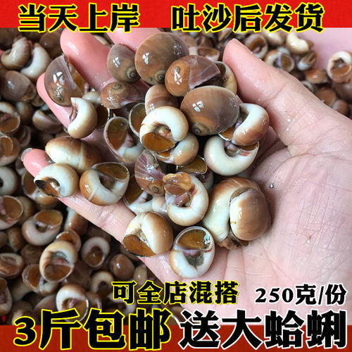 海鲜香螺鲜活红香螺小香甜黄香