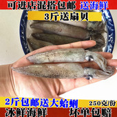 新鲜笔管鱼野生乌贼鲜活海兔半籽籽乌墨斗鱼小鱿鱼海鲜火锅食材