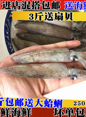 新鲜笔管鱼野生乌贼鲜活海兔半籽籽乌墨斗鱼小鱿鱼海鲜火锅食材