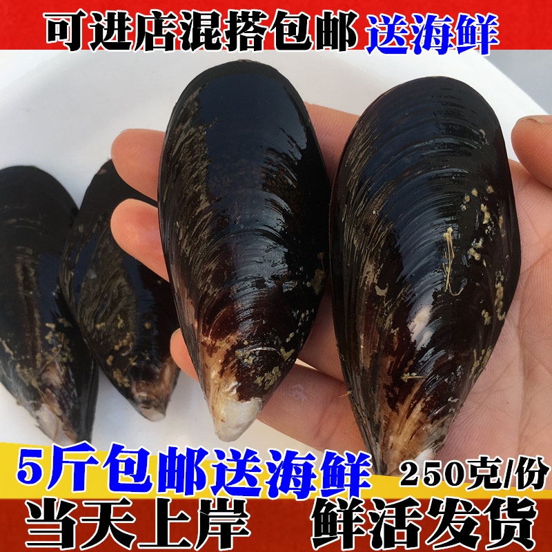 鲜活海虹野生淡菜烧烤青口贝