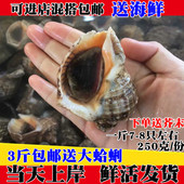 新鲜海螺野生小海螺海鲜鲜活当天上岸迷你小海螺连云港特产