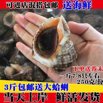 新鲜海螺野生小海螺当天连云港