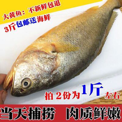 新鲜黄鱼鲜活黄花鱼野生大黄鱼当天海鱼深海鱼海鲜水产连云港海鲜
