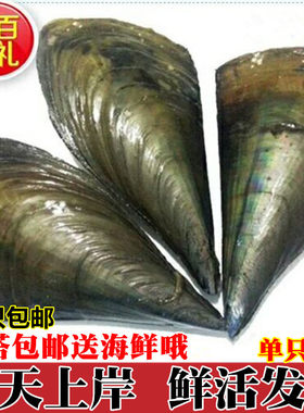 绿贝野生水产连云港鲜活带子