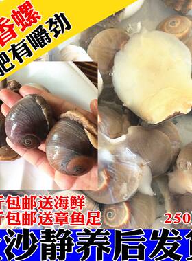 鲜活野生肚脐海鲜水产