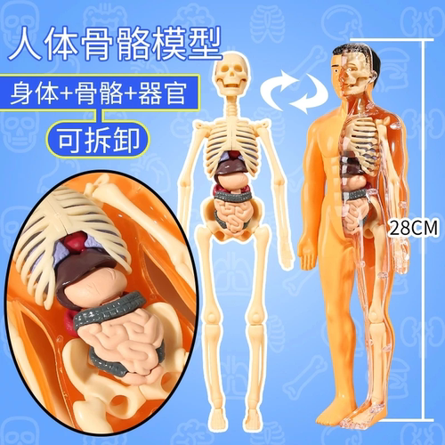 3D可拆拼装人体骨骼解剖模型