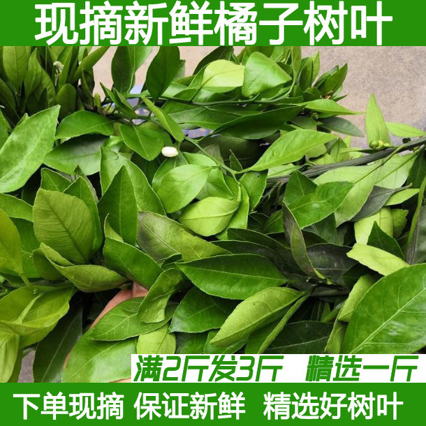 新鲜柑橘树叶橘子树叶桔子叶药材现摘1斤包邮