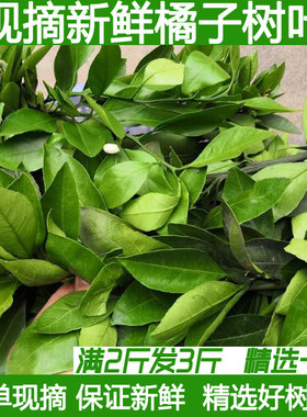 新鲜柑橘树叶橘子树叶现摘