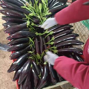 新鲜紫皮茄子紫长茄子当季现摘现发农家自种蔬菜长线绿把大茄子